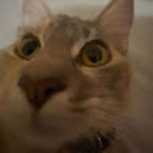 Meet your Posher, Isabella